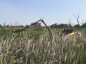 Chemical control in a swamp