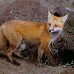 Fox Entering Den